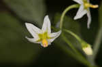 West Indian nightshade